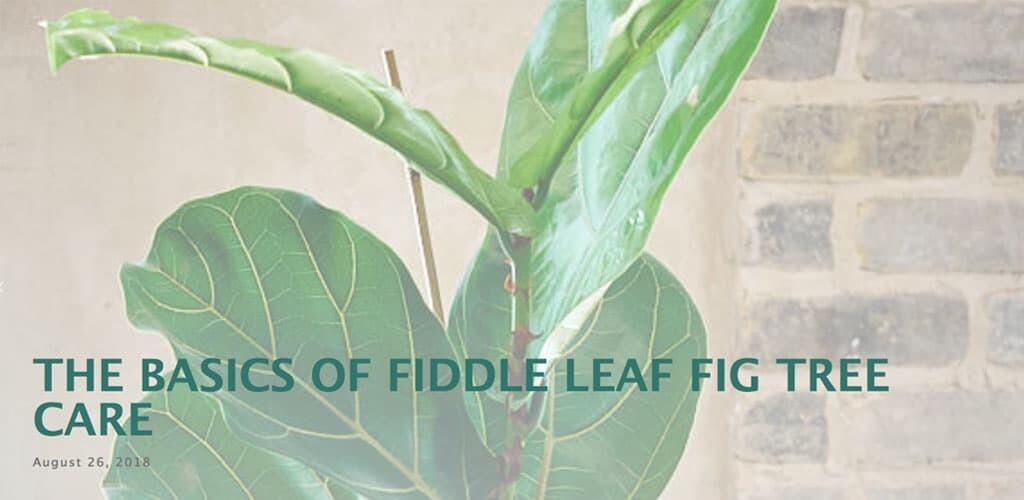Basics of Fiddle Leaf Fig Tree Care