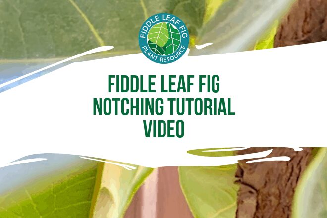 Watch this fiddle leaf fig notching tutorial video to learn the step-by-step instructions to get your plant to grow branches!