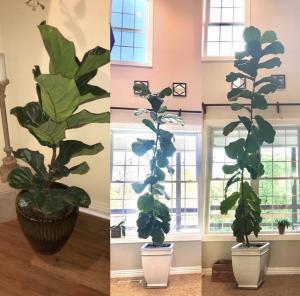 Fiddle Leaf Fig Growth