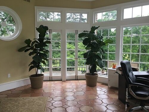 How fast do fiddle leaf fig tress grow is a common question here at The Fiddle Leaf Fig Plant Resource. Click to view a full photo timeline. Claire Akin