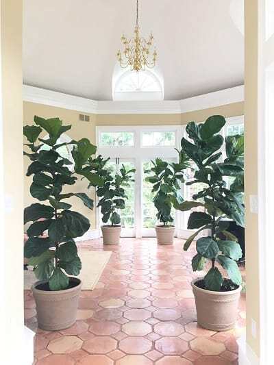 How fast do fiddle leaf fig tress grow is a common question here at The Fiddle Leaf Fig Plant Resource. Click to view a full photo timeline. Claire Akin