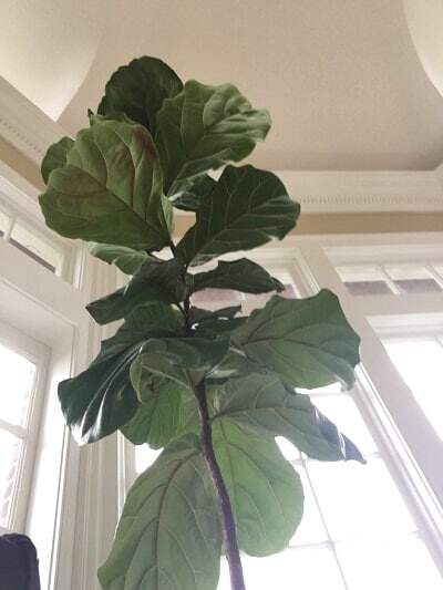 Learn about the four things that are killing your fiddle leaf fig tree and ways to save your plant from each deadly threat. Claire Akin