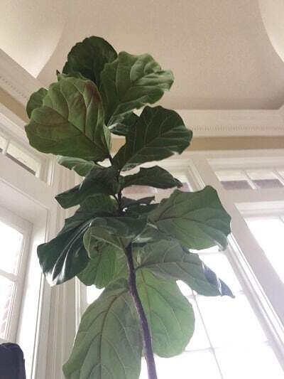 Four Things Killing Your Fiddle Leaf Fig Tree
(Plus: How to Save it From Each Deadly Threat) 10 Learn about the four things that are killing your fiddle leaf fig tree and ways to save your plant from each deadly threat. Claire Akin