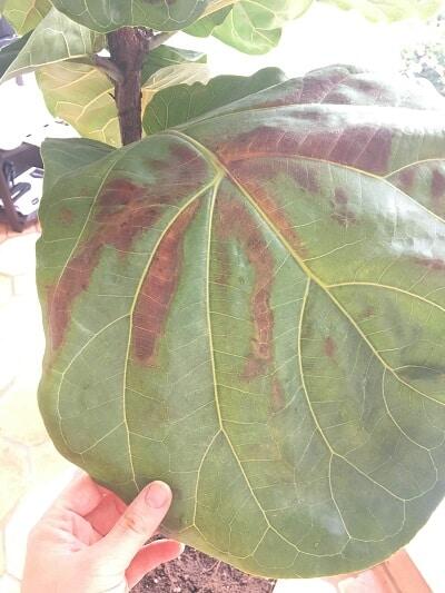 Learn about the four things that are killing your fiddle leaf fig tree and ways to save your plant from each deadly threat. Claire Akin