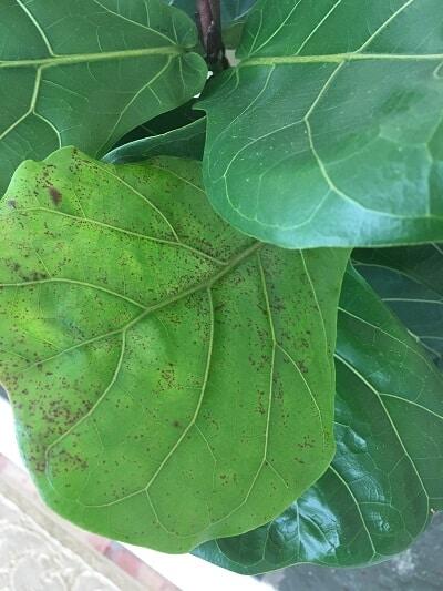 Learn about the four things that are killing your fiddle leaf fig tree and ways to save your plant from each deadly threat. Claire Akin