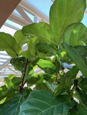 Congratulations to our contest winner Alison Pelland! Click to read fiddle leaf fig care tips from her and how she keeps her fiddle leaf figs healthy. Claire Akin