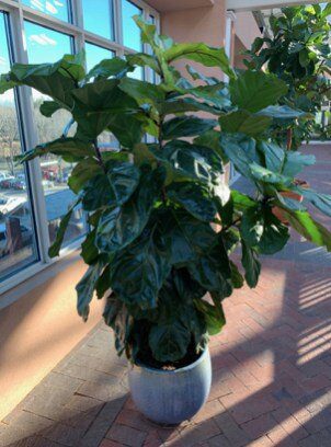 Fiddle Leaf Fig Care Tips From Contest Winner Alison Pelland 4 Congratulations to our contest winner Alison Pelland! Click to read fiddle leaf fig care tips from her and how she keeps her fiddle leaf figs healthy. Claire Akin
