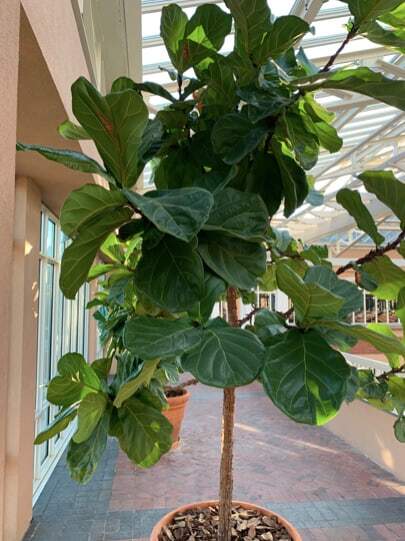 Congratulations to our contest winner Alison Pelland! Click to read fiddle leaf fig care tips from her and how she keeps her fiddle leaf figs healthy. Claire Akin