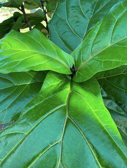 Congratulations to our contest winner Alison Pelland! Click to read how she keeps her fiddle leaf figs healthy. 