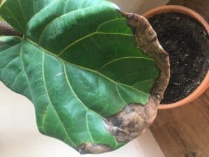 Everything You Need to Know About Root Rot in Fiddle Leaf Figs 5 Check out this comprehensive guide everything you need to know about root rot in fiddle leaf figs. Learn how to identify and successfully treat root rot. Claire Akin