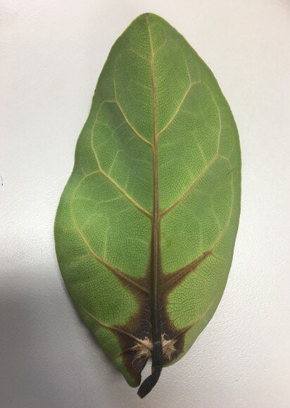 Everything You Need to Know About Root Rot in Fiddle Leaf Figs 6 Check out this comprehensive guide everything you need to know about root rot in fiddle leaf figs. Learn how to identify and successfully treat root rot. Claire Akin
