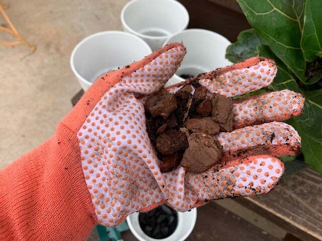 Are you an expert fiddle leaf fig grower? Click to learn how to create your own custom fiddle leaf fig soil to keep your tree healthy, green, and gorgeous.