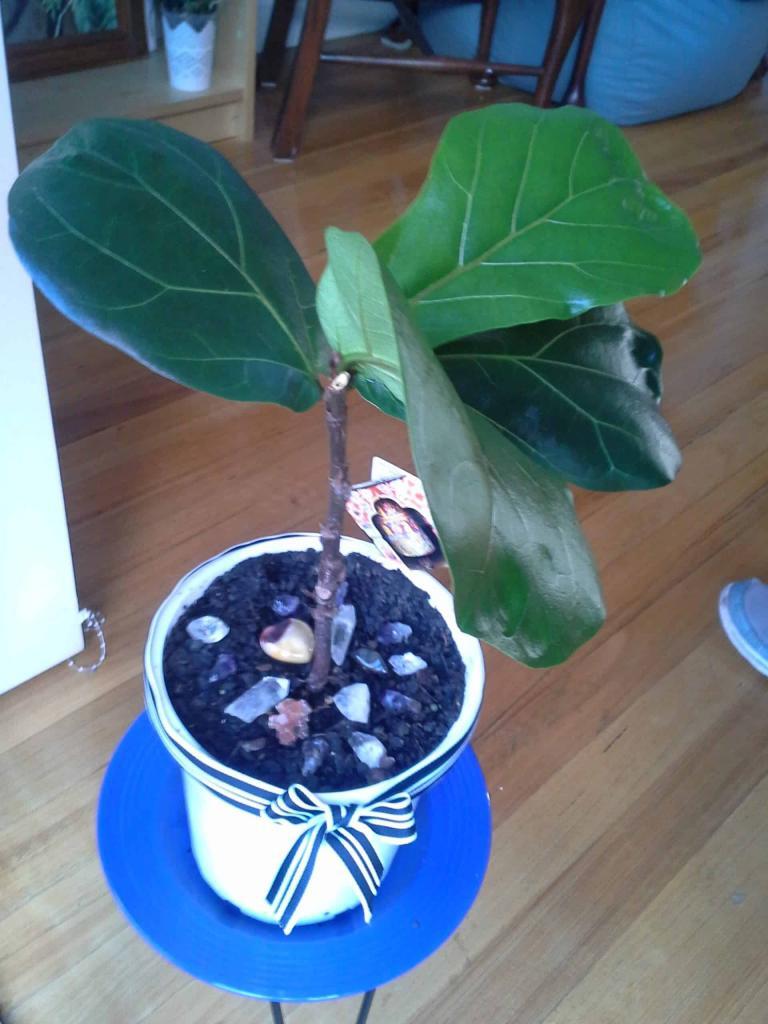 Read a story about how you can revive a dead fiddle leaf fig tree. If your fiddle leaf fig is not doing well, click to learn how you can help your plant. Claire Akin