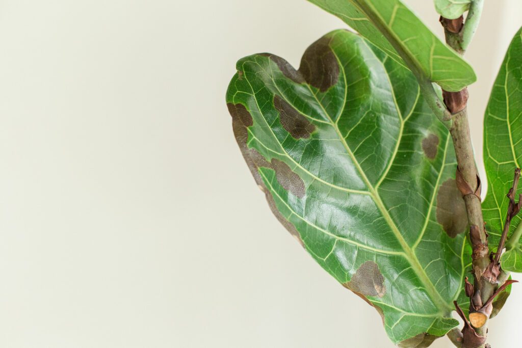 Learn the 6 ways to prevent root rot in fiddle leaf fig plants. Click to learn more about root rot and what you can do to keep your fiddle leaf fig healthy.