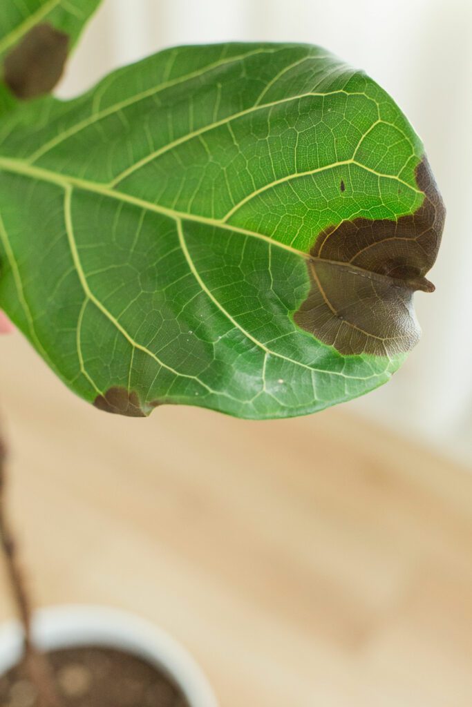Root Rot in Fiddle Leaf Figs How to Save Your Plant