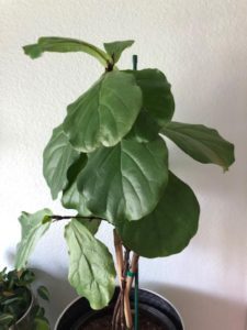 Wondering what you can do if your new fiddle leaf fig leaves are smaller than older leaves? Click to learn the 4 things you can do to remedy this issue. Claire Akin