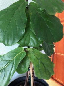What to Do if Your New Fiddle Leaf Fig Leaves Are Smaller than Older Leaves 6 Wondering what you can do if your new fiddle leaf fig leaves are smaller than older leaves? Click to learn the 4 things you can do to remedy this issue. Claire Akin