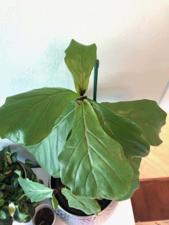 Wondering what you can do if your new fiddle leaf fig leaves are smaller than older leaves? Click to learn the 4 things you can do to remedy this issue. Claire Akin