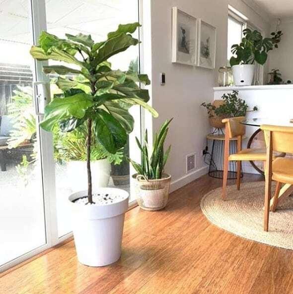 Learn the 3 ways how to fix fiddle leaf fig stunted growth. Learn how best to encourage your fiddle leaf fig to grow and sprout new leaves. Claire Akin