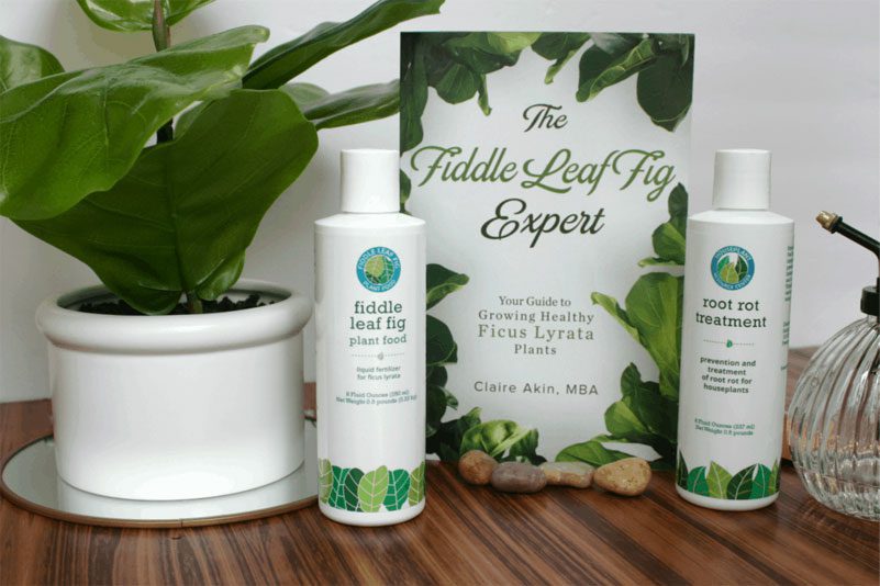 How to Gift a Fiddle Leaf Fig Plant - Steps To Create The Perfect Gift 6 Fiddle Leaf Fig Accessories