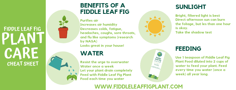 Fiddle Leaf Fig Care Cheat Sheet