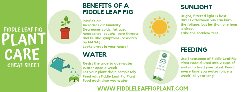 Fiddle Leaf Fig Care Cheat Sheet 3 Fiddle Leaf Fig Care Cheat Sheet