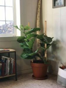 The 7 Signs Your Fiddle Leaf Fig Needs More Light 8 Leaning Fiddle