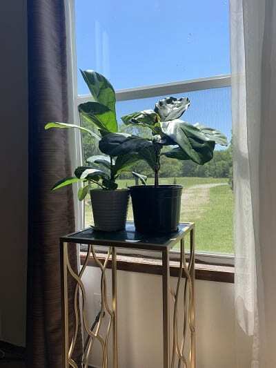 Do you have drooping fiddle leaf fig leaves? Click to read the 5 causes of drooping fiddle leaf fig leaves and how to diagnose the problem