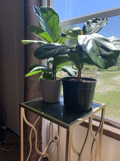 Drooping Fiddle Leaf Fig Leaves: 5 Causes and How to Diagnose 9 Do you have drooping fiddle leaf fig leaves? Click to read the 5 causes of drooping fiddle leaf fig leaves and how to diagnose the problem