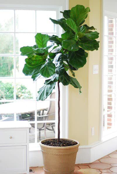 The Signs Your Fiddle Leaf More Light