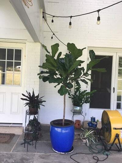 Grow a healthy fiddle leaf fig and learn the seven signs your fiddle leaf fig needs more light. Read how to remedy your light situation with your plant. Claire Akin