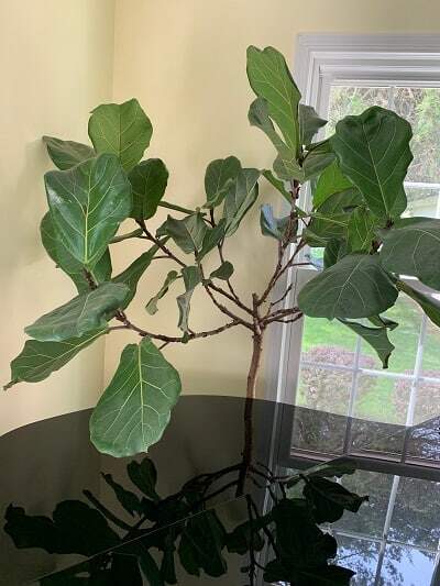 Grow a healthy fiddle leaf fig and learn the seven signs your fiddle leaf fig needs more light. Read how to remedy your light situation with your plant. Claire Akin