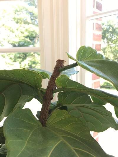 Stop Fiddling! 5 Times When You Should Leave Your Fiddle Leaf Fig Alone 8 Stop-Fiddling-5-Times-When-You-Should-Leave-Your-Fiddle-Alone-cut-to-shape