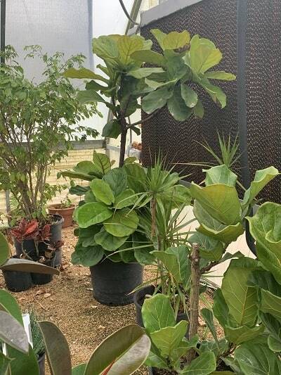 Stop Fiddling! 5 Times When You Should Leave Your Fiddle Leaf Fig Alone 4 Stop Fiddling! Learn about the 5 times when you should leave your fiddle leaf fig alone. Leave your fiddle leaf fig be to grow into a healthy plant