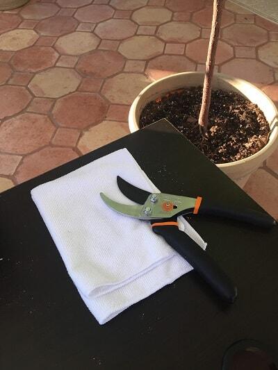 Stop Fiddling! 5 Times When You Should Leave Your Fiddle Leaf Fig Alone 9 Learn about the 5 times when you should leave your fiddle leaf fig alone. Leave your fiddle leaf fig be to grow into a healthy plant