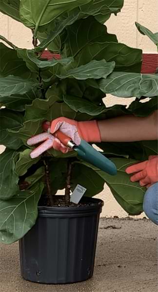 Learn about the 5 times when you should leave your fiddle leaf fig alone. Leave your fiddle leaf fig be to grow into a healthy plant.