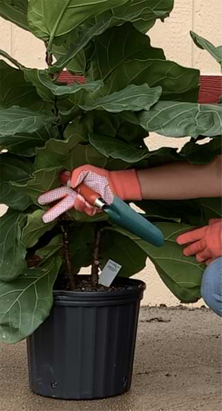 Stop Fiddling! 5 Times When You Should Leave Your Fiddle Leaf Fig Alone 5 Learn about the 5 times when you should leave your fiddle leaf fig alone. Leave your fiddle leaf fig be to grow into a healthy plant.