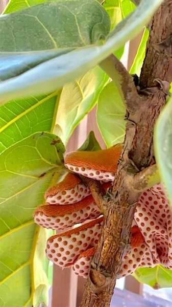 When to Remove the Lower Leaves From Your Fiddle Leaf Fig (And When NOT To!) 7 Do you wonder when to remove the lower leaves from your fiddle leaf fig and when not to? Click to read more about the lower leaves and how to remove them.