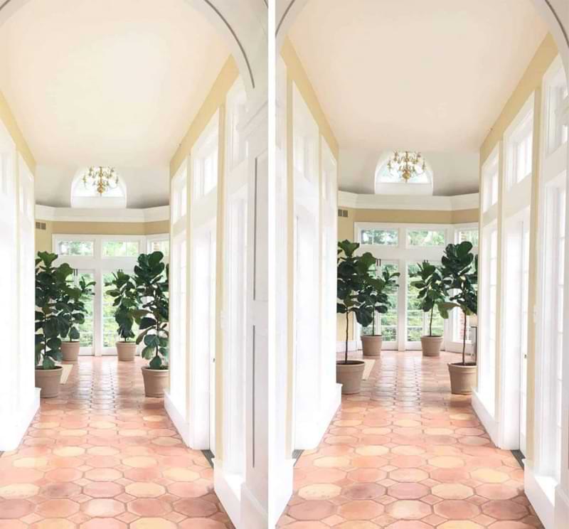 When to Remove the Lower Leaves From Your Fiddle Leaf Fig (And When NOT To!) 11 Do you wonder when to remove the lower leaves from your fiddle leaf fig and when not to? Click to read more about the lower leaves and how to remove them.