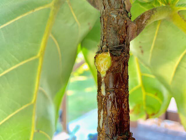 When to Remove the Lower Leaves From Your Fiddle Leaf Fig (And When NOT To!) 9 Do you wonder when to remove the lower leaves from your fiddle leaf fig and when not to? Click to read more about the lower leaves and how to remove them.