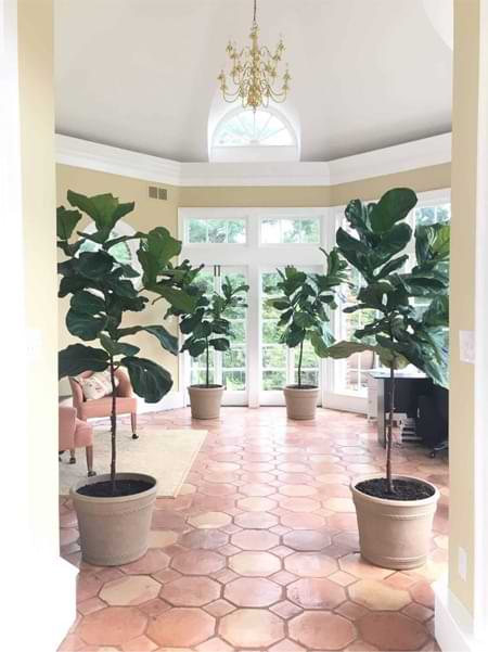 When to Remove the Lower Leaves From Your Fiddle Leaf Fig (And When NOT To!) 5 Do you wonder when to remove the lower leaves from your fiddle leaf fig and when not to? Click to read more about the lower leaves and how to remove them.