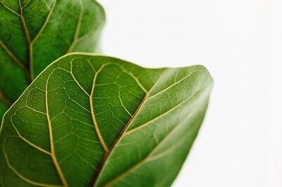 When to Remove the Lower Leaves From Your Fiddle Leaf Fig (And When NOT To!) 6 Do you wonder when to remove the lower leaves from your fiddle leaf fig and when not to? Click to read more about the lower leaves and how to remove them.