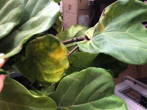 yellowing fiddle leaf fig leaf
