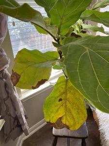 How to Fix Yellow Fiddle Fig Leaves | Plant