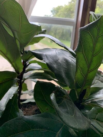 Drooping Fiddle Leaf Fig Leaves: 5 Causes and How to Diagnose 10 Do you have drooping fiddle leaf fig leaves? Click to read the 5 causes of drooping fiddle leaf fig leaves and how to diagnose the problem