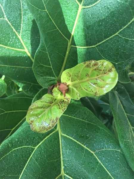 New Leaf Troubleshooting for Fiddle Leaf Figs 5 Are your new fiddle leaf fig leaves having issues? Click and read our new leaf troubleshooting for fiddle leaf figs guide and grow a healthy plant. Claire Akin