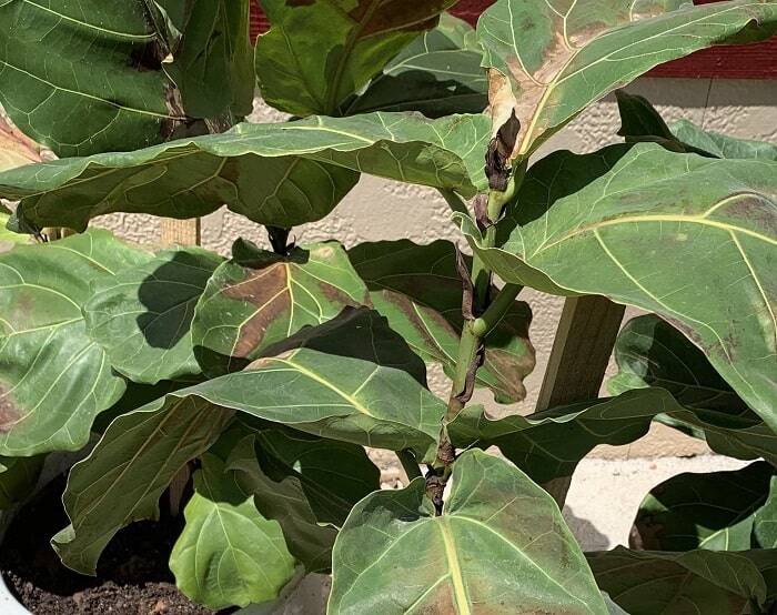 Drooping fiddle leaf fig