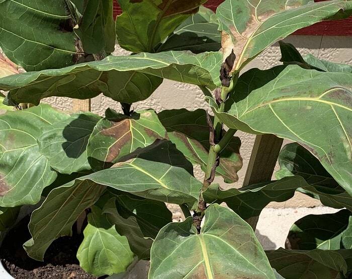 Drooping Fiddle Leaf Fig Leaves: 5 Causes and How to Diagnose 6 Drooping fiddle leaf fig