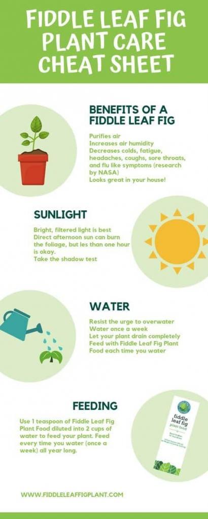 Fiddle Leaf Fig Care Sheet