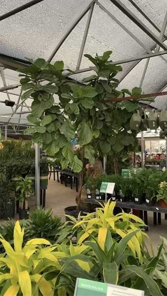 Do you have drooping fiddle leaf fig leaves? Click to read the 5 causes of drooping fiddle leaf fig leaves and how to diagnose the problem